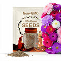 Aster, Powder Puff Flower Seeds - Heirloom Seeds, China Aster, Fluffy Powder Puffs, Double Blooms, Callistephus Seeds, Bee Friendly, Non-GMO